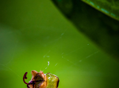 flowers-and-plants-with-water-drops-20