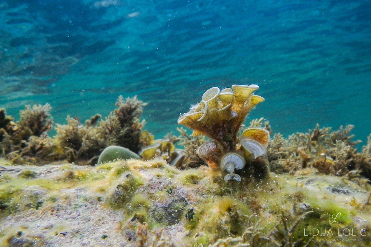 podvodni-landscape-1