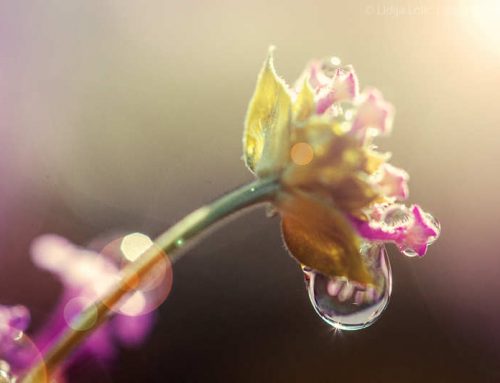 Ljetna kiša u maminom vrtu