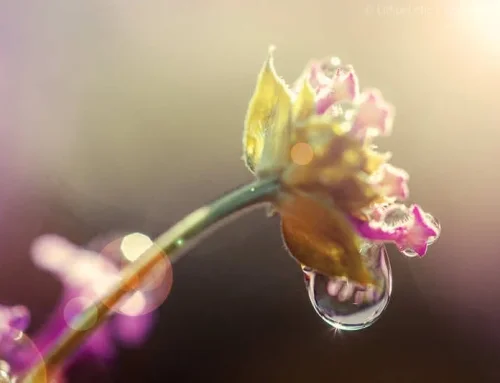 Summer Rain in Mom’s Garden